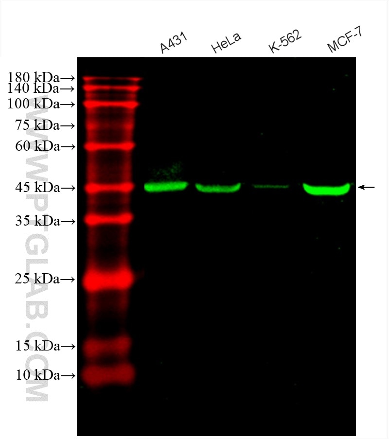 Western Blot (WB) analysis of various lysates using CoraLite® Plus 488-conjugated Cytokeratin 18 Polyc (CL488-10830)