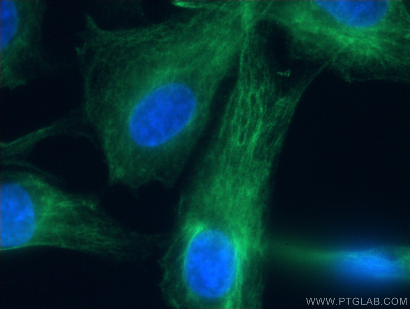 IF Staining of MDCK using CL488-66187