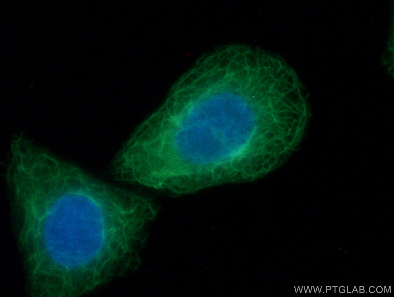 Immunofluorescence (IF) / fluorescent staining of HepG2 cells using CoraLite® Plus 488-conjugated Cytokeratin 18 Monoc (CL488-66187)