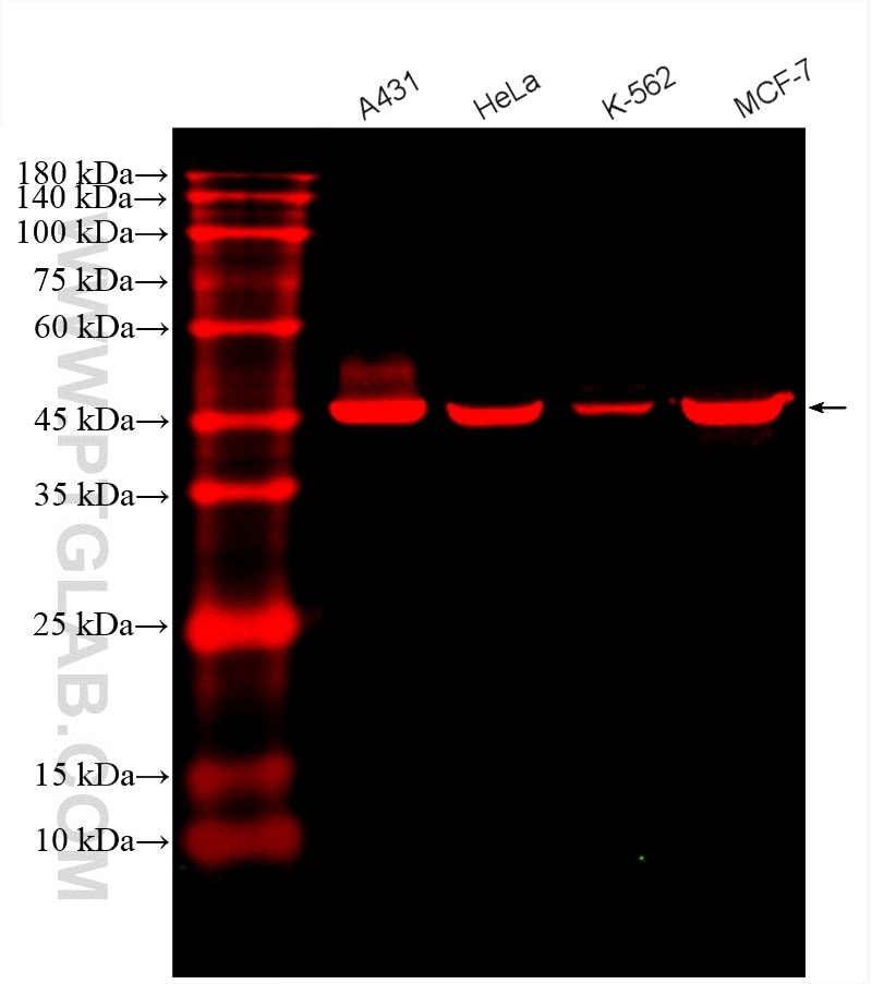 Western Blot (WB) analysis of various lysates using CoraLite®594-conjugated Cytokeratin 18 Polyclonal  (CL594-10830)