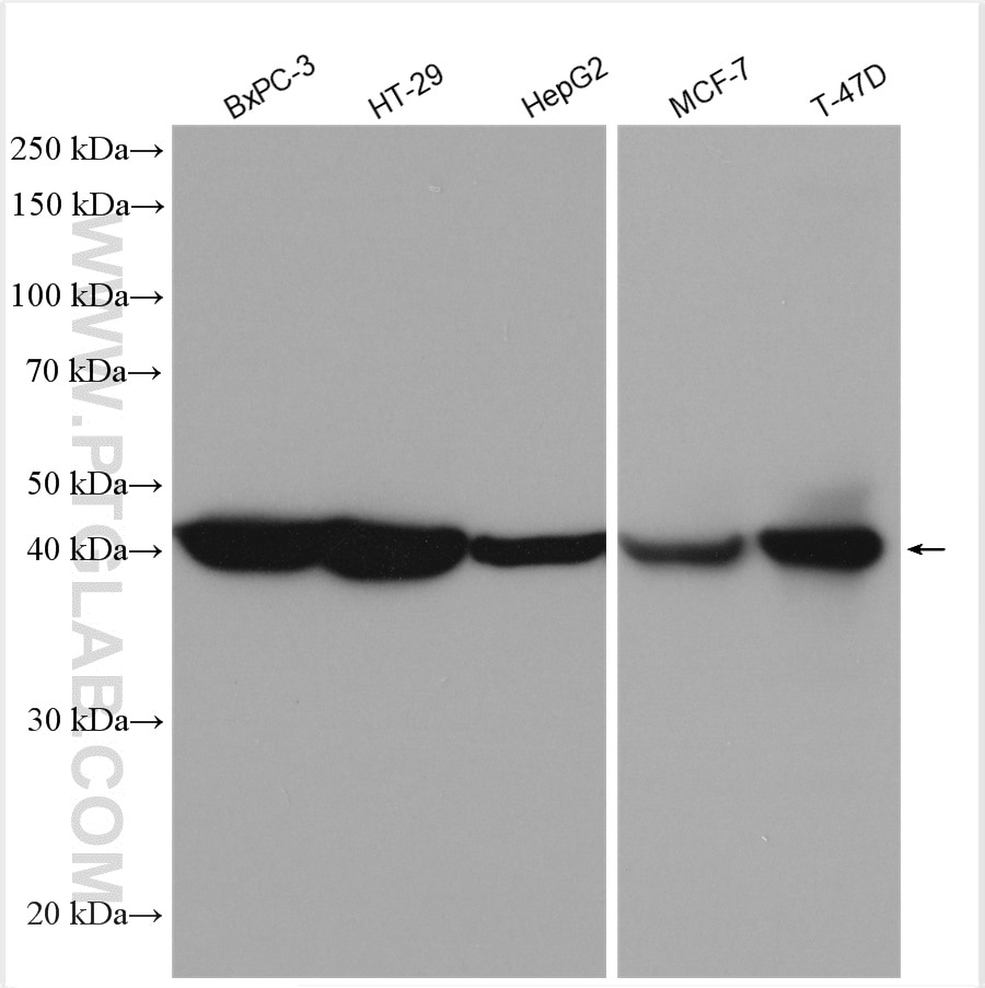 Western Blot (WB) analysis of various lysates using Cytokeratin 19 Polyclonal antibody (29855-1-AP)