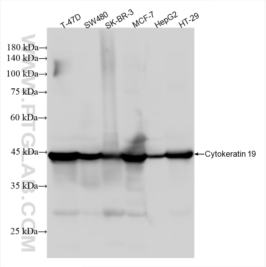 Western Blot (WB) analysis of various lysates using Cytokeratin 19 Recombinant antibody (86250-1-RR)