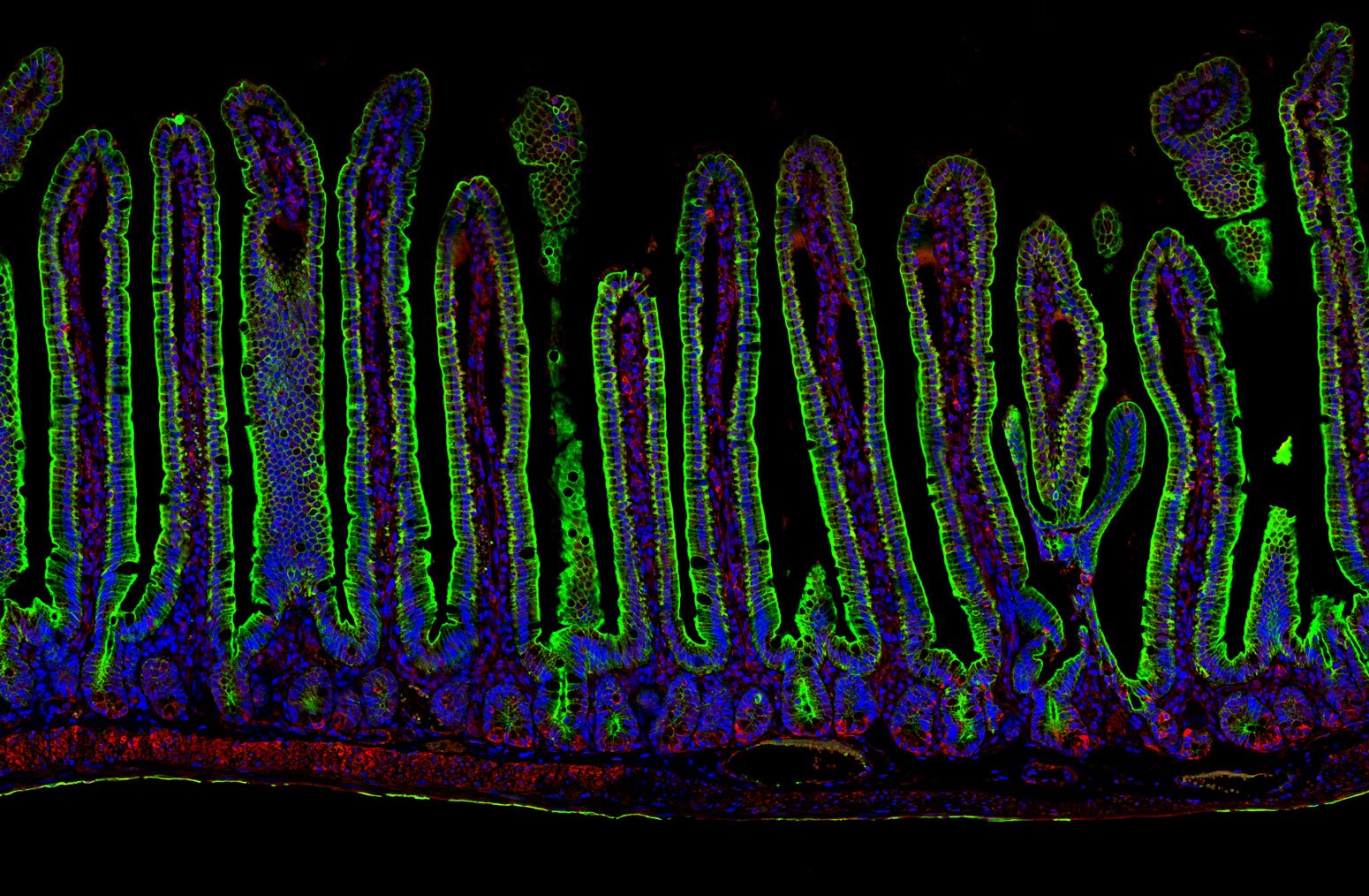 Immunofluorescence (IF) / fluorescent staining of mouse small intestine tissue using CoraLite® Plus 488-conjugated Cytokeratin 19 Polyc (CL488-10712)