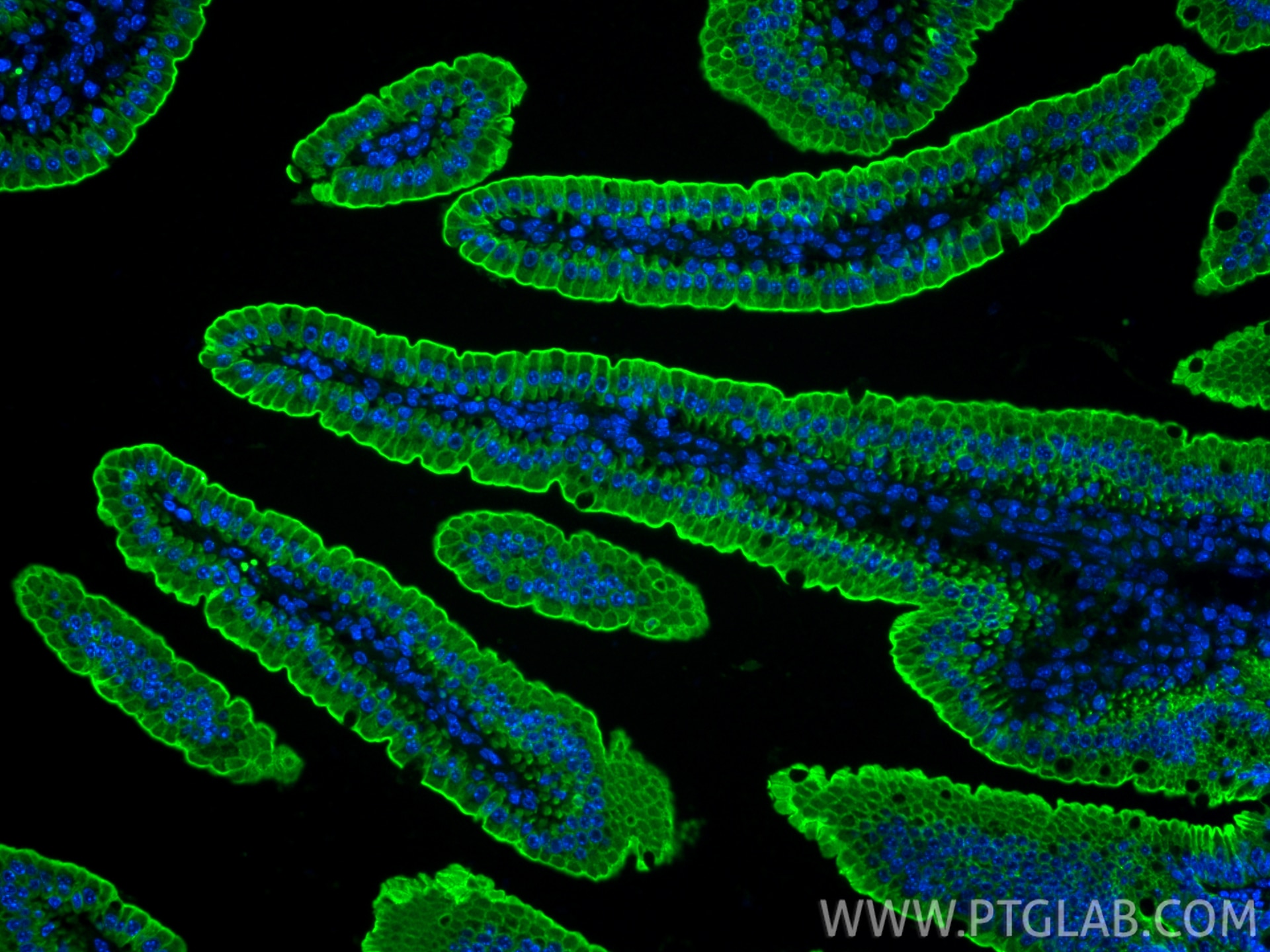 Immunofluorescence (IF) / fluorescent staining of mouse small intestine tissue using CoraLite® Plus 488-conjugated Cytokeratin 19 Polyc (CL488-10712)