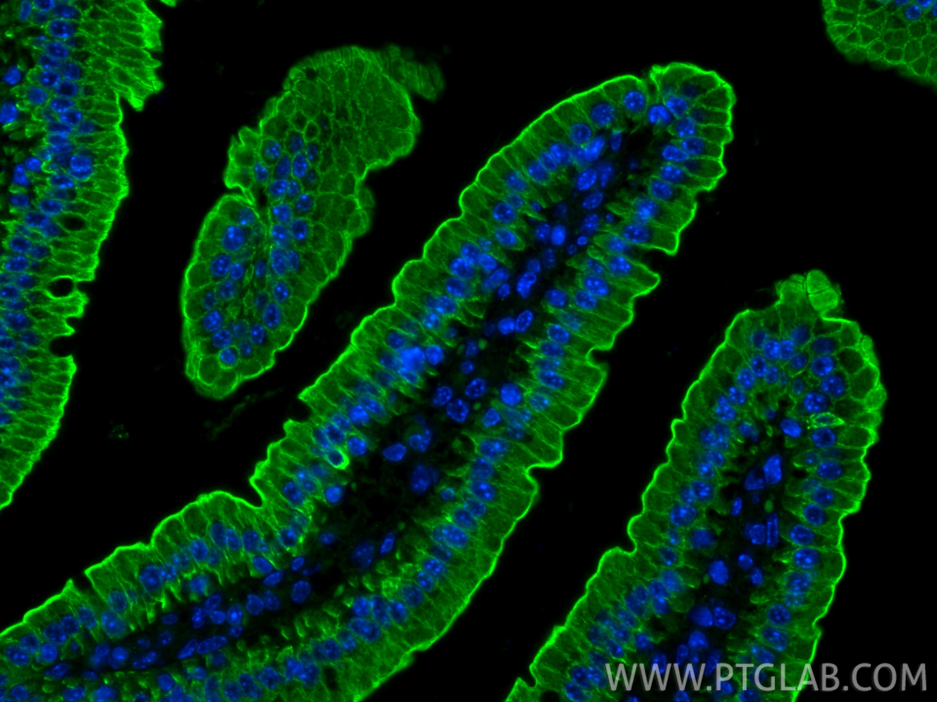 Immunofluorescence (IF) / fluorescent staining of mouse small intestine tissue using CoraLite® Plus 488-conjugated Cytokeratin 19 Polyc (CL488-10712)