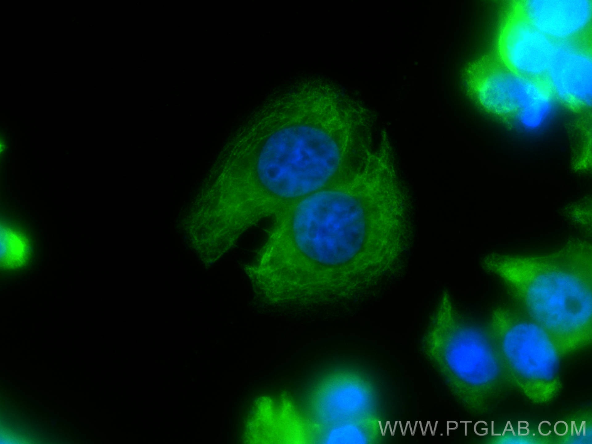 Immunofluorescence (IF) / fluorescent staining of HT-29 cells using CoraLite® Plus 488-conjugated Cytokeratin 20 Polyc (CL488-17329)