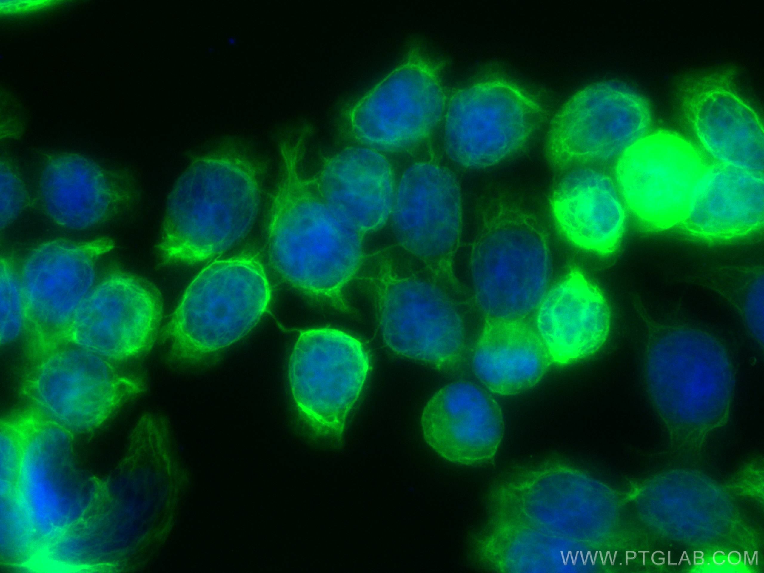 Immunofluorescence (IF) / fluorescent staining of HT-29 cells using CoraLite® Plus 488-conjugated Cytokeratin 20 Monoc (CL488-60183)