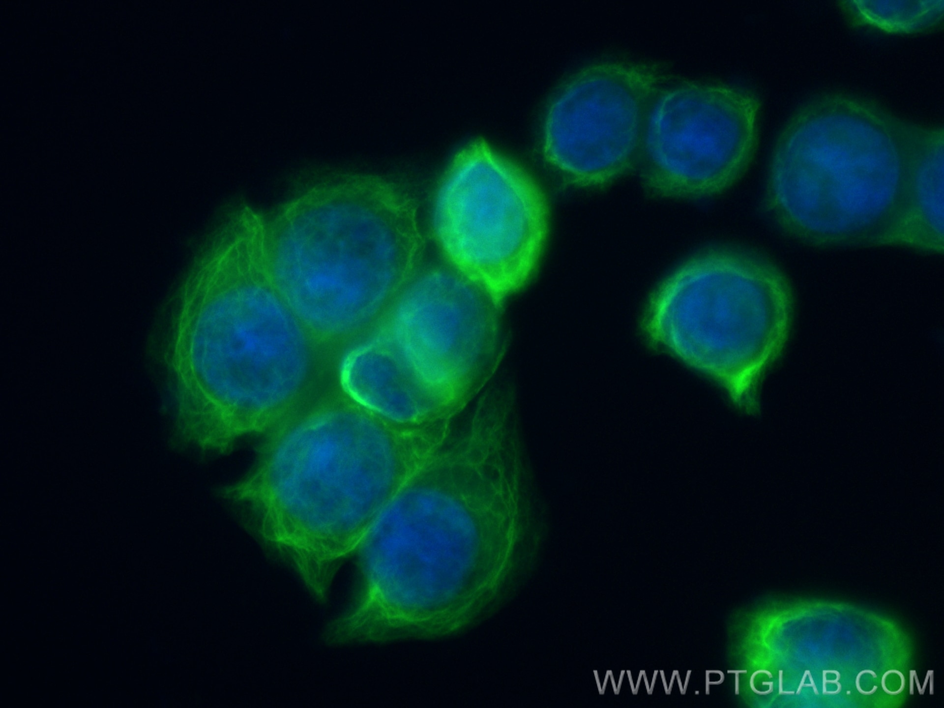 Immunofluorescence (IF) / fluorescent staining of HT-29 cells using CoraLite® Plus 488-conjugated Cytokeratin 20 Recom (CL488-82428)