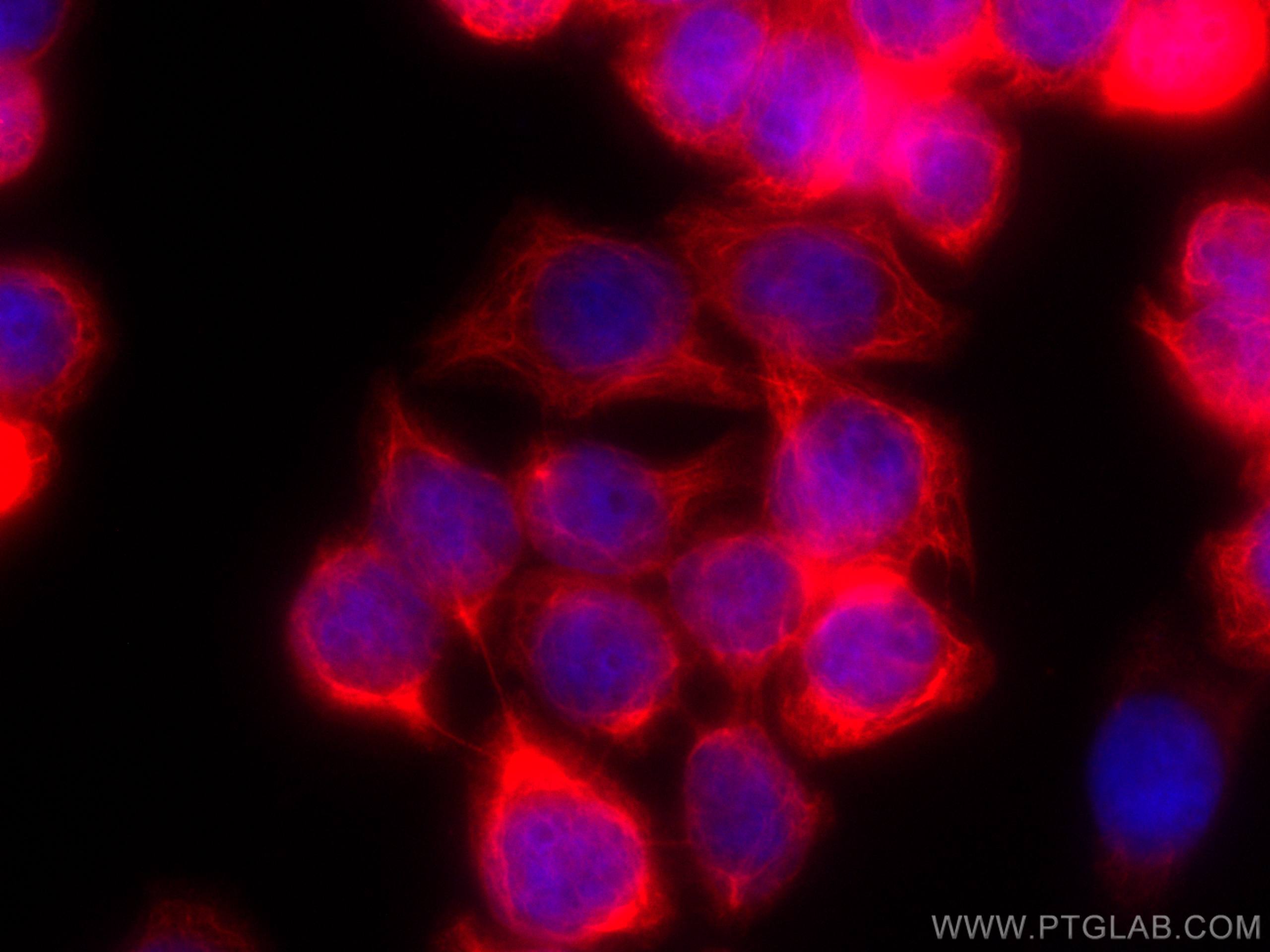 Immunofluorescence (IF) / fluorescent staining of HT-29 cells using CoraLite®594-conjugated Cytokeratin 20 Monoclonal  (CL594-60183)