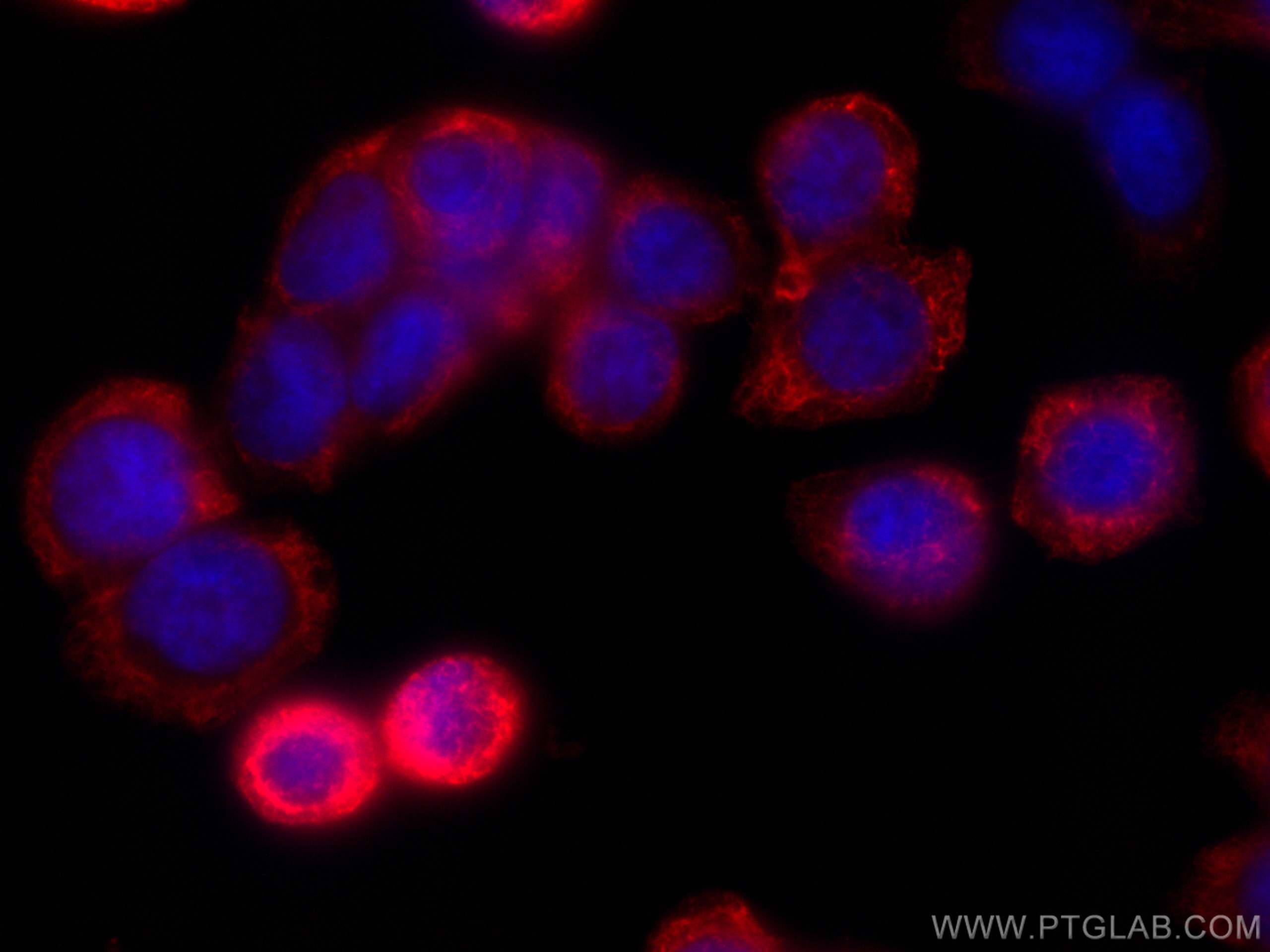 Immunofluorescence (IF) / fluorescent staining of HT-29 cells using CoraLite®594-conjugated Cytokeratin 20 Monoclonal  (CL594-60183)