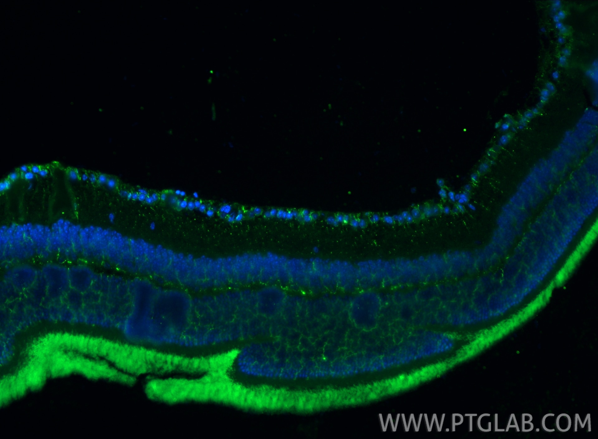 Immunofluorescence (IF) / fluorescent staining of mouse eye tissue using Cytokeratin 5 Monoclonal antibody (66727-1-Ig)