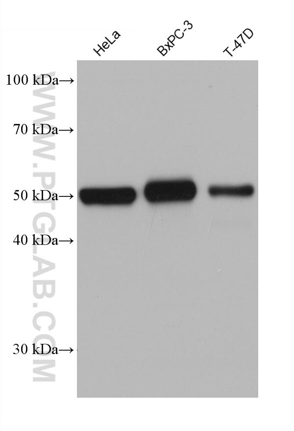 WB analysis using 68296-1-Ig