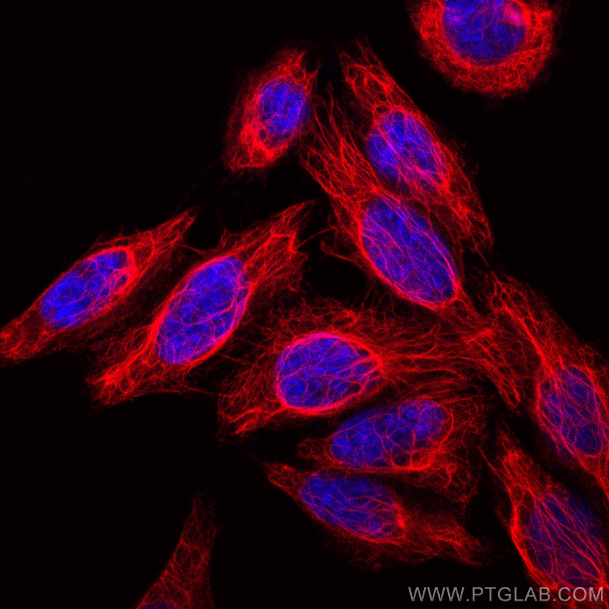 Immunofluorescence (IF) / fluorescent staining of HepG2 cells using CoraLite®594-conjugated Cytokeratin 7-specific Pol (CL594-17513)