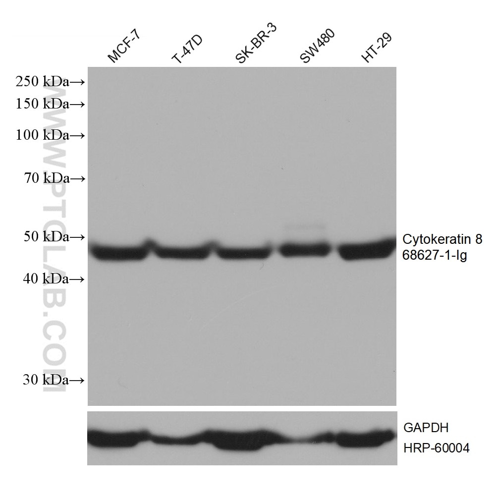 WB analysis using 68627-1-Ig