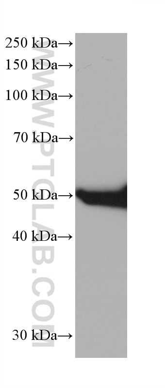 WB analysis of A549 using 68627-1-Ig