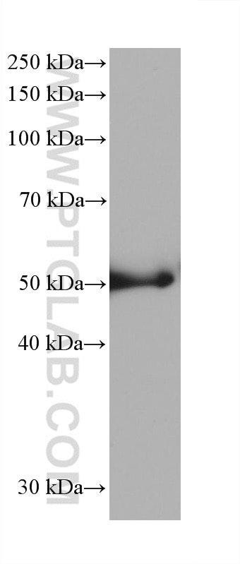 Western Blot (WB) analysis of rat colon tissue using Cytokeratin 8 Monoclonal antibody (68627-1-Ig)