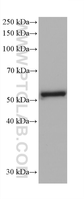 Western Blot (WB) analysis of mouse colon tissue using Cytokeratin 8 Monoclonal antibody (68627-1-Ig)