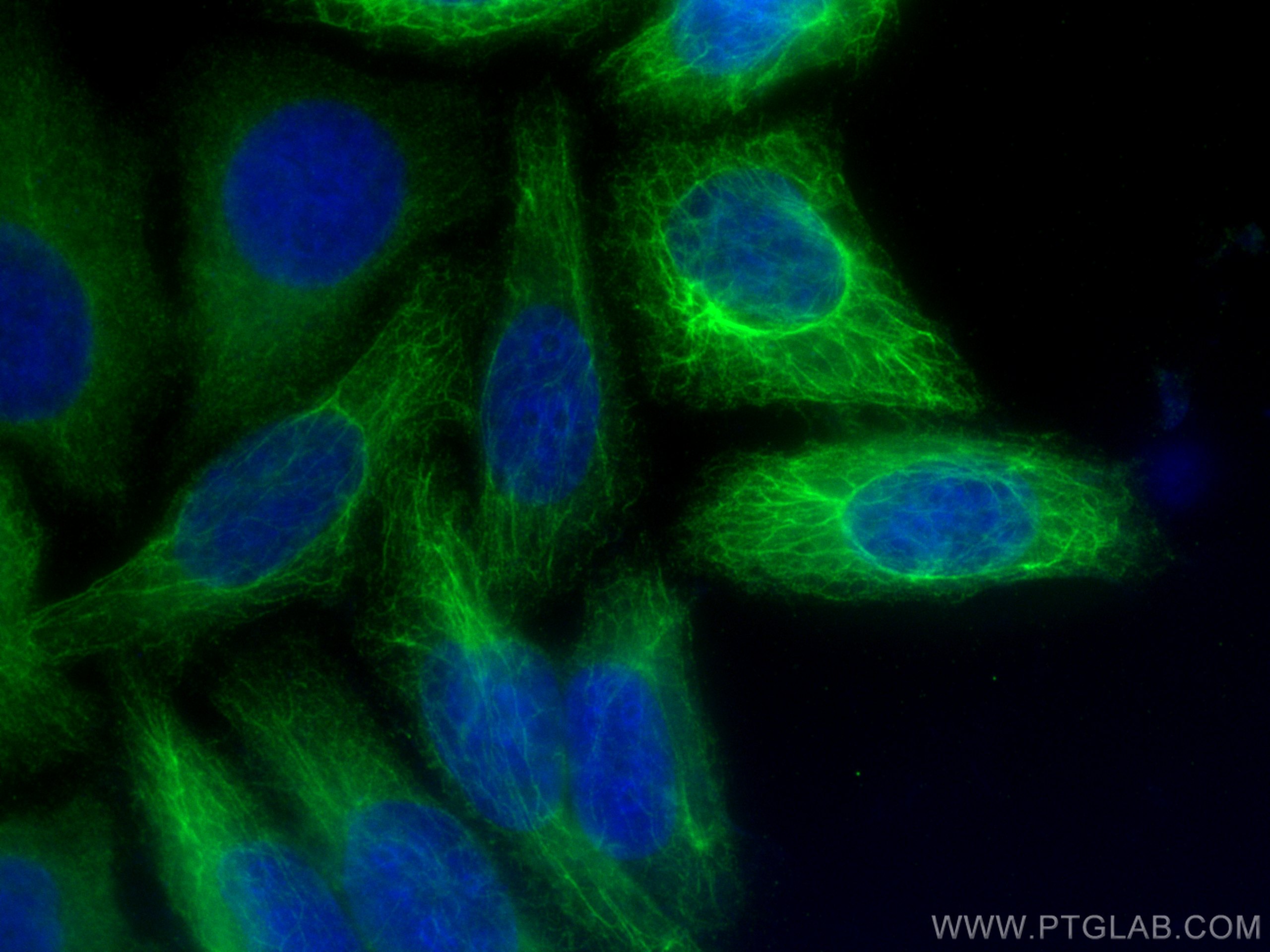 Immunofluorescence (IF) / fluorescent staining of HepG2 cells using Cytokeratin 8-specific Polyclonal antibody (27105-1-AP)