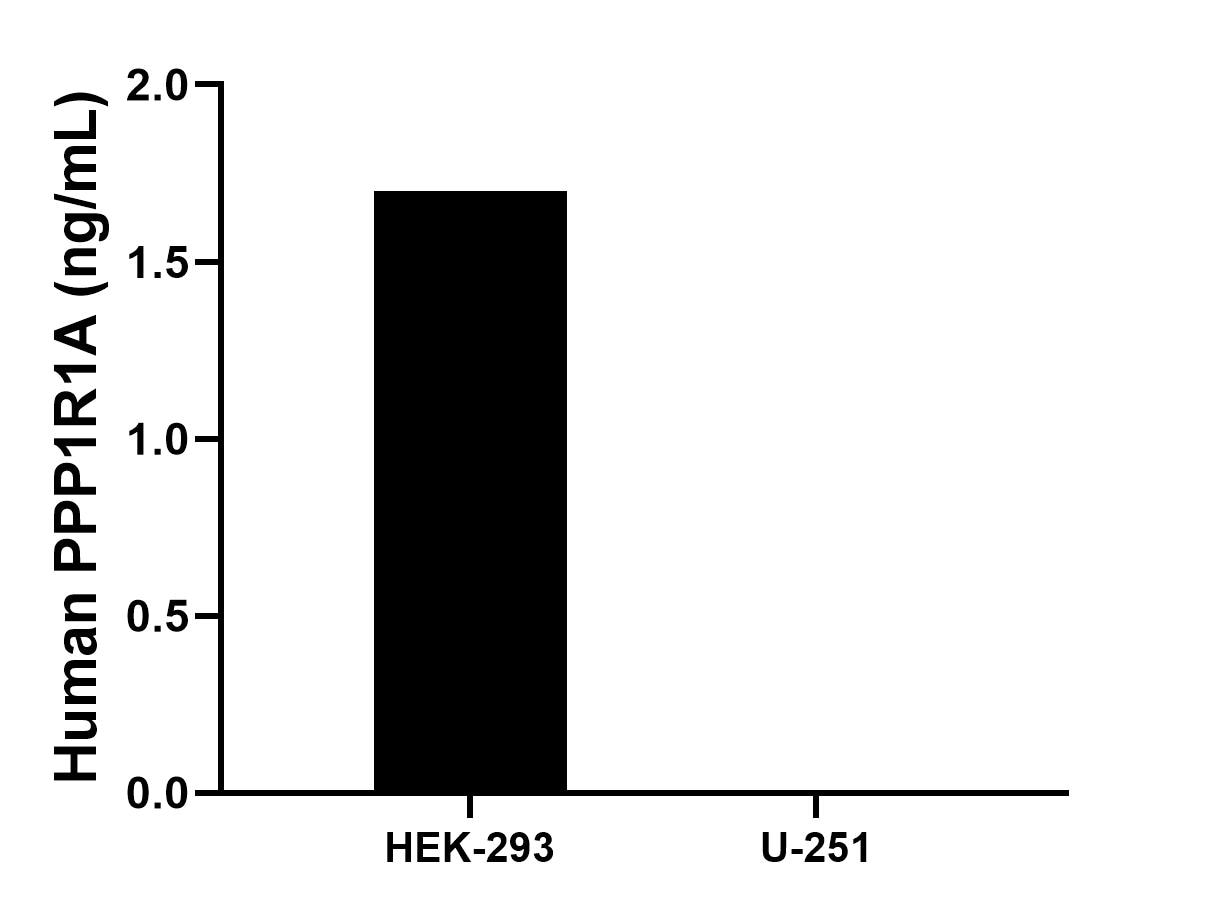 The mean PPP1R1A concentration was determined to be 1.7 ng/mL in HEK-293 cell extract based on a 1.2 mg/mL extract load, U-251 cell extract were served as a negative control. The mean PPP1R1A concentration was determined to be 1.7 ng/mL in HEK-293 cell extract based on a 1.2 mg/mL extract load, U-251 cell extract were served as a negative control.