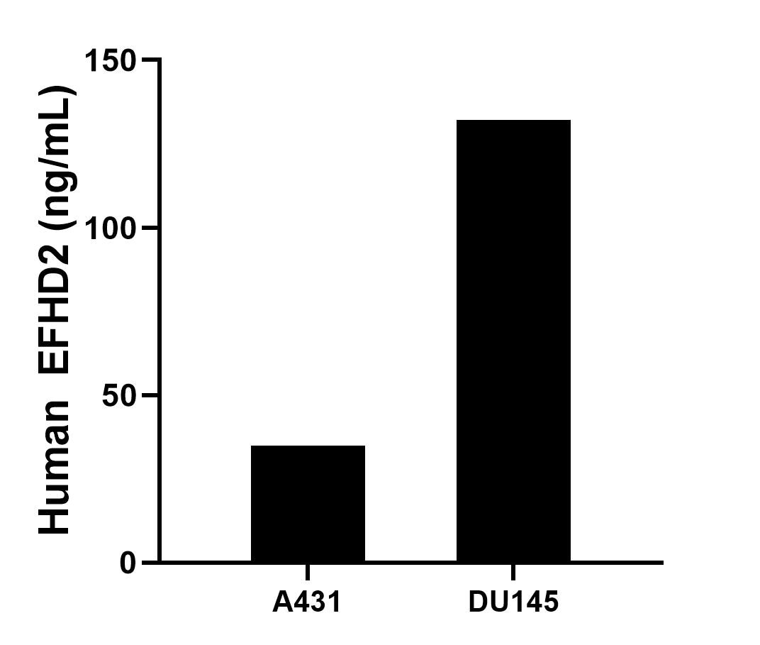 The mean EFHD2 concentration was determined to be 35.0 ng/mL in A431 cell extract based on a 1.2 mg/mL extract load, 132.1 ng/mL in DU145 cell extract based on a 2.3 mg/mL extract load. Cytometric bead array sample test of MP00269-3