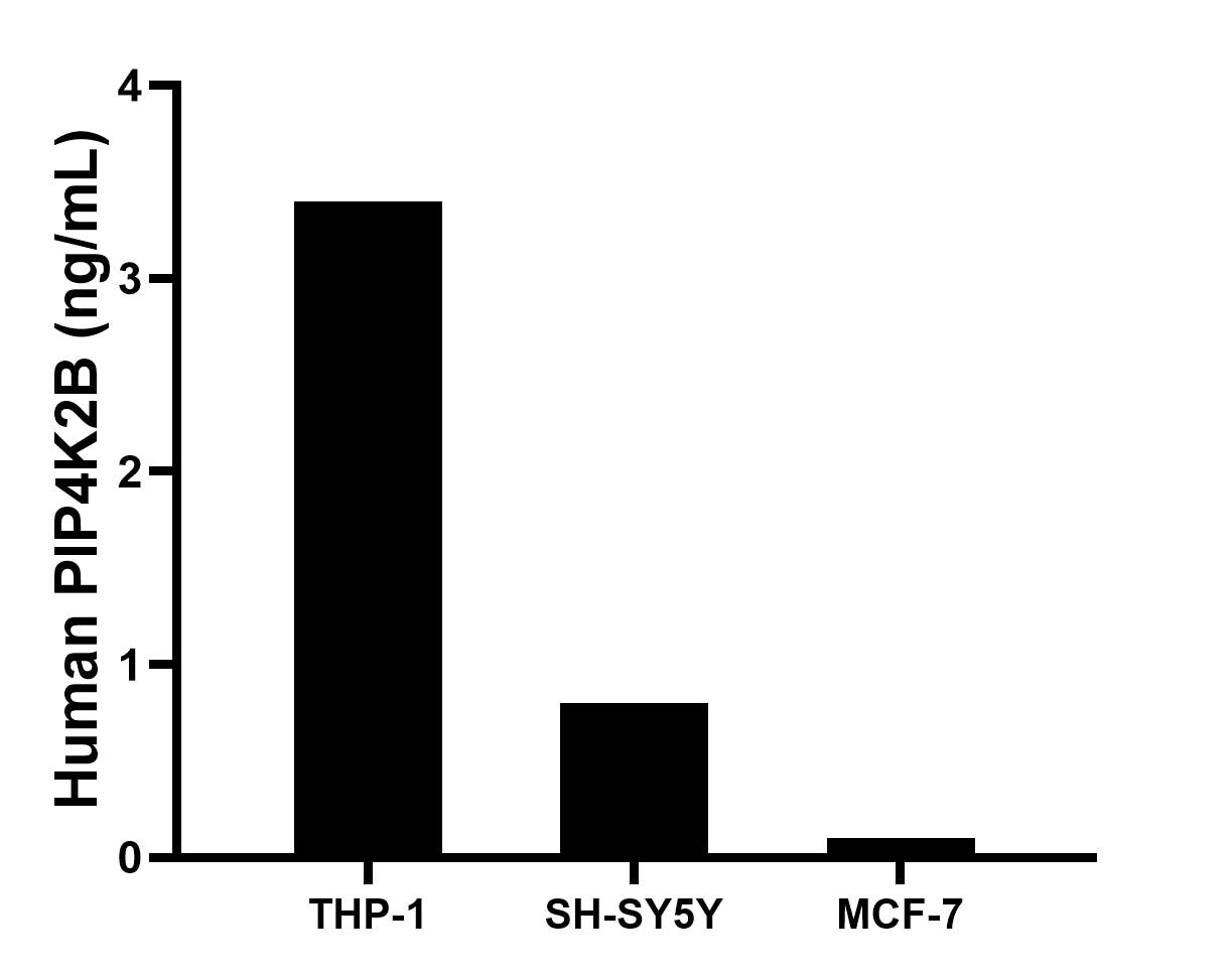 The mean PIP4K2B concentration was determined to be 3.4 ng/mL in THP-1 cell extract based on a 1.2 mg/mL extract load, 0.8 ng/mL in SH-SY5Y cell extract based on a 1.5 mg/mL extract load, 0.1 ng/mL in MCF-7 cell extract based on a 1.2 mg/mL extract load.