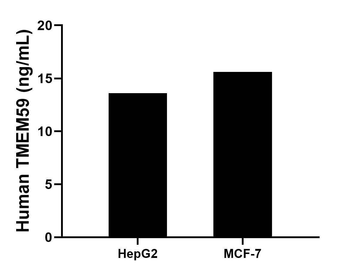 The mean TMEM59 concentration was determined to be 13.6 ng/mL in HepG2 cell extract based on a 1.2 mg/mL extract load, 15.6 ng/mL in MCF-7 cell extract based on a 1.2 mg/mL extract load. Cytometric bead array sample test of MP00641-1