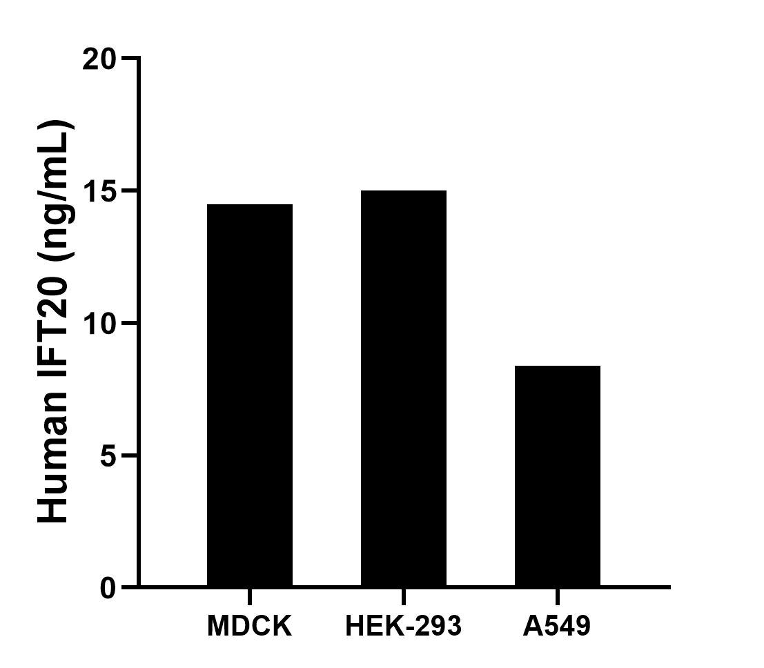 The mean IFT20 concentration was determined to be 14.5 ng/mL in MDCK cell extract based on a 1.2 mg/mL extract load, 15.0 ng/mL in HEK-293 cell extract based on a 1.2 mg/mL extract load, 8.4 ng/mL in A549 cell extract based on a 1.1 mg/mL extract load. The mean IFT20 concentration was determined to be 14.5 ng/mL in MDCK cell extract based on a 1.2 mg/mL extract load, 15.0 ng/mL in HEK-293 cell extract based on a 1.2 mg/mL extract load, 8.4 ng/mL in A549 cell extract based on a 1.1 mg/mL extract load.
