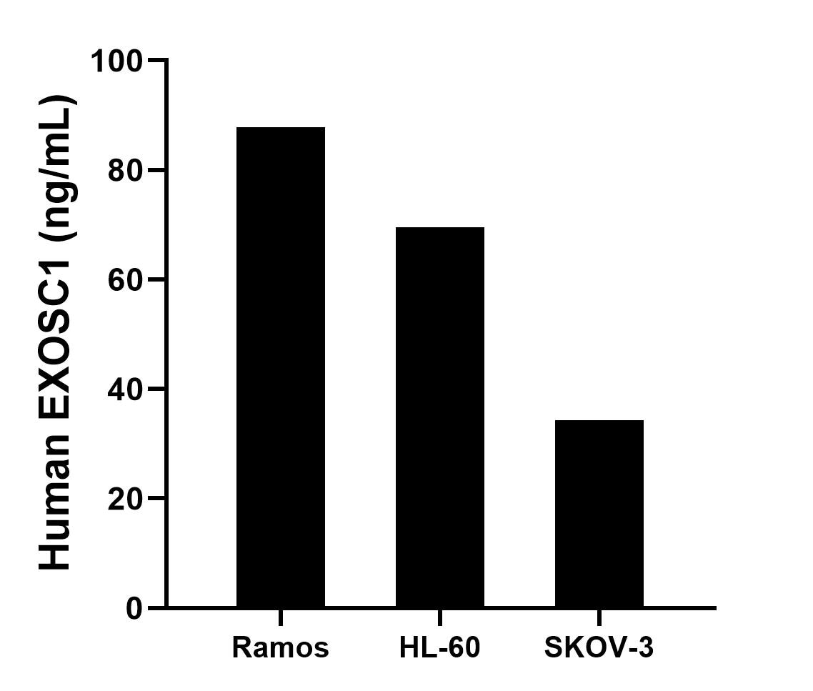 The mean EXOSC1 concentration was determined to be 87.8 ng/mL in Ramos cell extract based on a 1.2 mg/mL extract load, 69.5 ng/mL in HL-60 cell extract based on a 1.3 mg/mL extract load, 34.3 ng/mL in SKOV-3 cell extract based on a 1.2 mg/mL extract load. Cytometric bead array sample test of MP00826-1