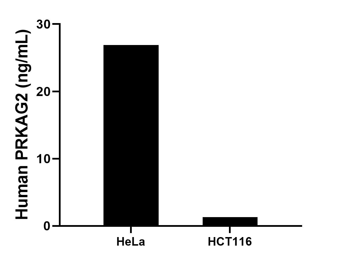 The mean PRKAG2 concentration was determined to be 26.9 ng/mL in HeLa cell extract based on a 1.0 mg/mL extract load, 1.3 ng/mL in HCT116 cell extract based on a 1.0 mg/mL extract load.