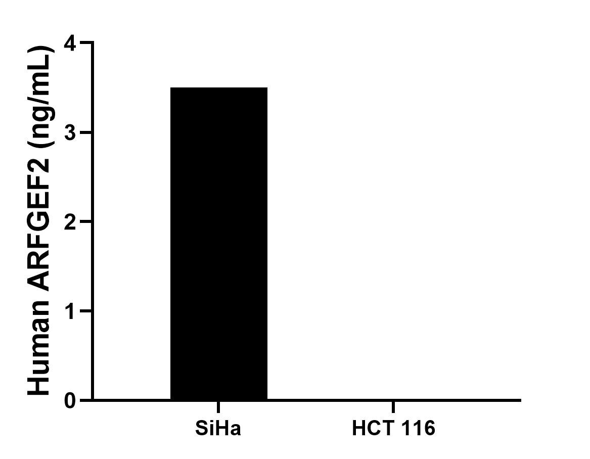 The mean ARFGEF2 concentration was determined to be 3.5 ng/mL in SiHa cell extract based on a 1.2 mg/mL extract load, HCT 116 cell extract were served as a negative control. The mean ARFGEF2 concentration was determined to be 3.5 ng/mL in SiHa cell extract based on a 1.2 mg/mL extract load, HCT 116 cell extract were served as a negative control.