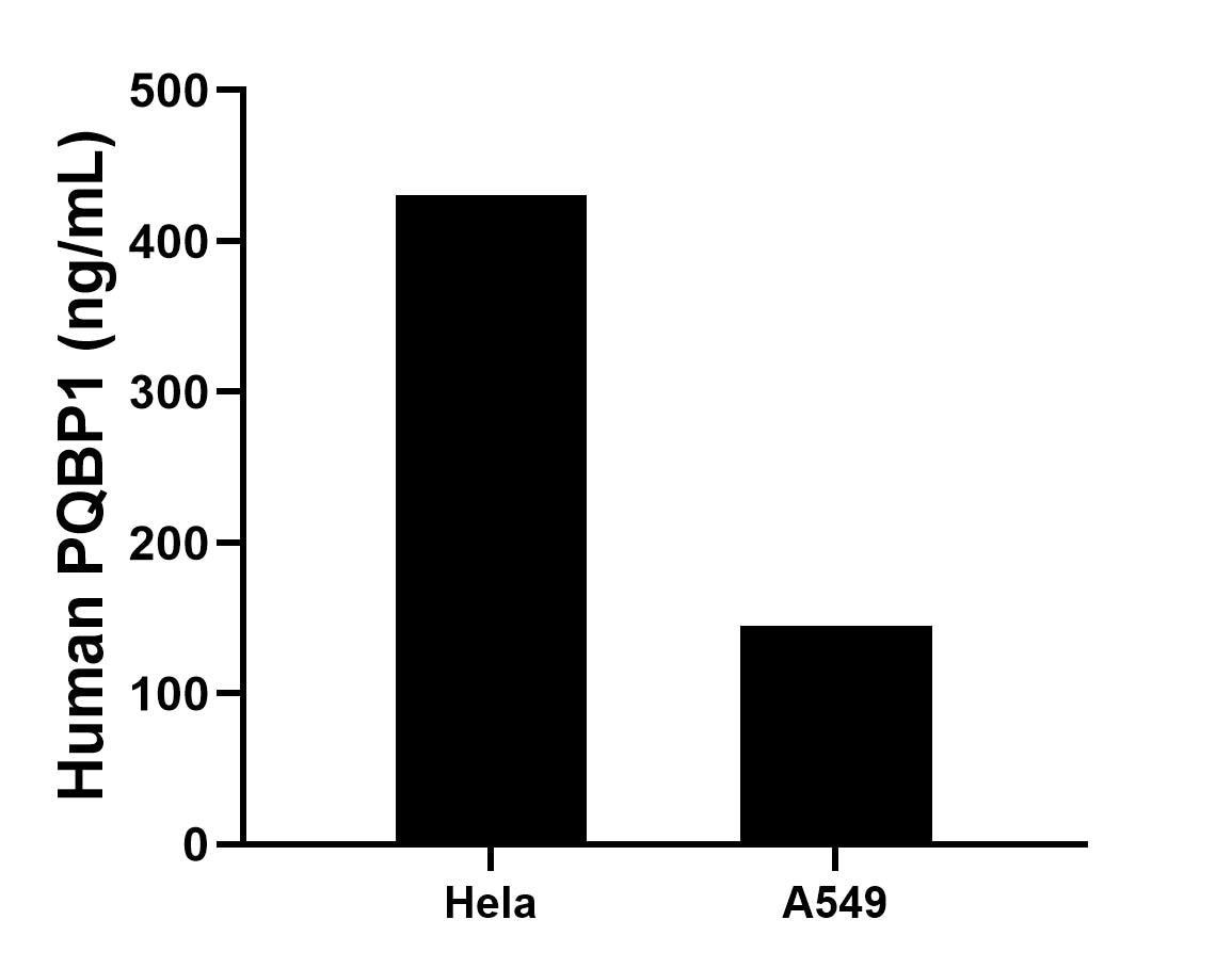 The mean PQBP1 concentration was determined to be 430.6 ng/mL in HeLa cell extract based on a 1.2 mg/mL extract load, 145.0 ng/mL in A549 cell extract based on a 1.1 mg/mL extract load,