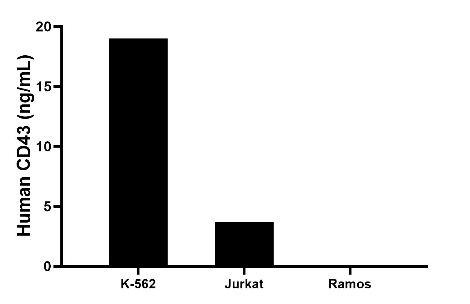 The mean CD43 concentration was determined to be 19.0 ng/mL in K-562 cell extract based on a 1.0 mg/mL extract load, 3.7 ng/mL in Jurkat cell extract based on a 1.0 mg/mL extract load, Ramos cell extract were served as a negative control.