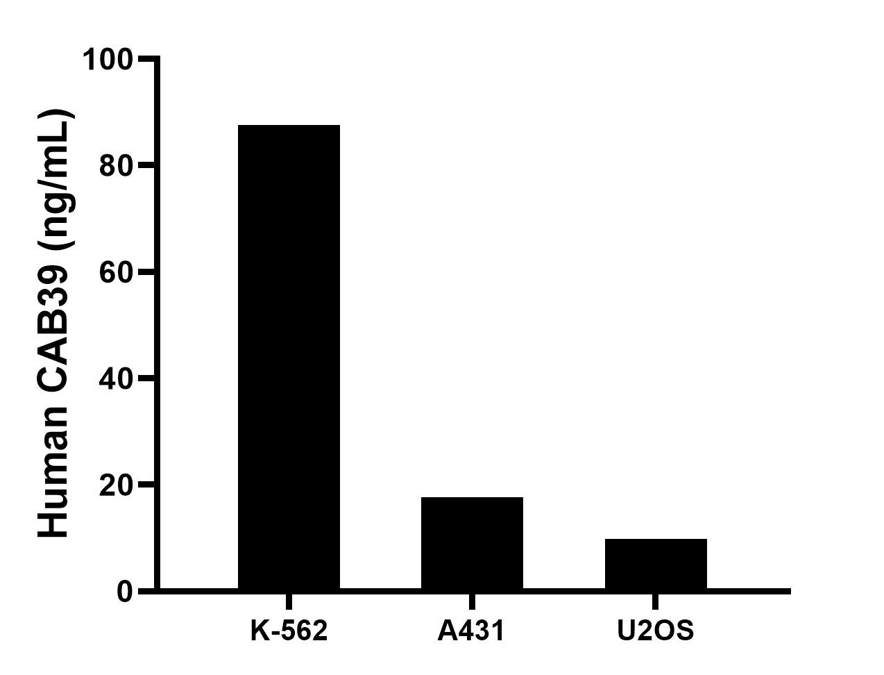 The mean CAB39 concentration was determined to be 87.6 ng/mL in K-562 cell extract based on a 1.2 mg/mL extract load, 17.6 ng/mL in A431 cell extract based on a 1.5 mg/mL extract load, 9.9 ng/mL in U2OS cell extract based on a 1.5 mg/mL extract load. The mean CAB39 concentration was determined to be 87.6 ng/mL in K-562 cell extract based on a 1.2 mg/mL extract load, 17.6 ng/mL in A431 cell extract based on a 1.5 mg/mL extract load, 9.9 ng/mL in U2OS cell extract based on a 1.5 mg/mL extract load.