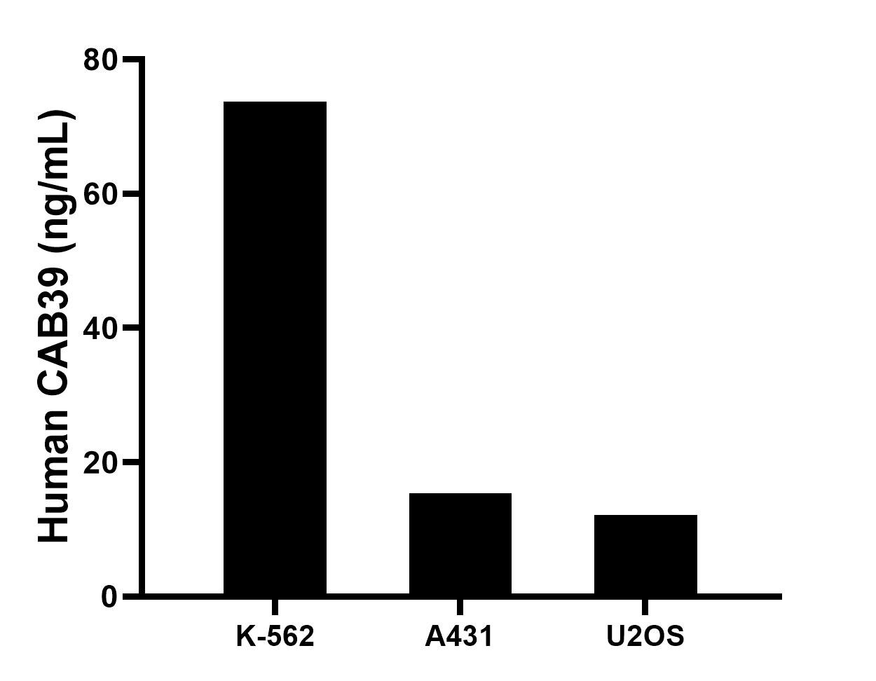 The mean CAB39 concentration was determined to be 73.7 ng/mL in K-562 cell extract based on a 1.2 mg/mL extract load, 15.4 ng/mL in A431 cell extract based on a 1.5 mg/mL extract load, 12.1 ng/mL in U2OS cell extract based on a 1.5 mg/mL extract load. The mean CAB39 concentration was determined to be 73.7 ng/mL in K-562 cell extract based on a 1.2 mg/mL extract load, 15.4 ng/mL in A431 cell extract based on a 1.5 mg/mL extract load, 12.1 ng/mL in U2OS cell extract based on a 1.5 mg/mL extract load.