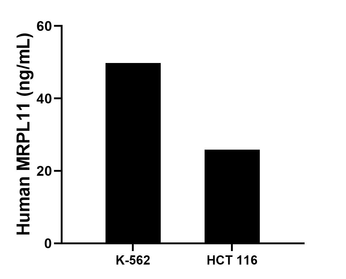 The mean MRPL11 concentration was determined to be 49.8 ng/mL in K-562 cell extract based on a 1.2 mg/mL extract load, 25.9 ng/mL in HCT 116 cell extract based on a 1.2 mg/mL extract load.