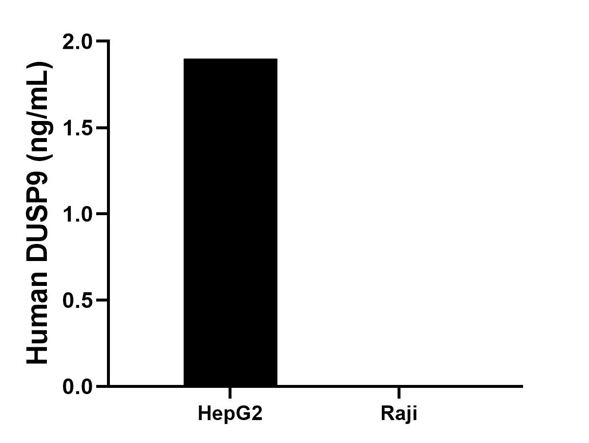 The mean DUSP9 concentration was determined to be 1.9 ng/mL in HepG2 cell extract based on a 1.0 mg/mL extract load, Raji cell extract were served as a negative control. The mean DUSP9 concentration was determined to be 1.9 ng/mL in HepG2 cell extract based on a 1.0 mg/mL extract load, Raji cell extract were served as a negative control.