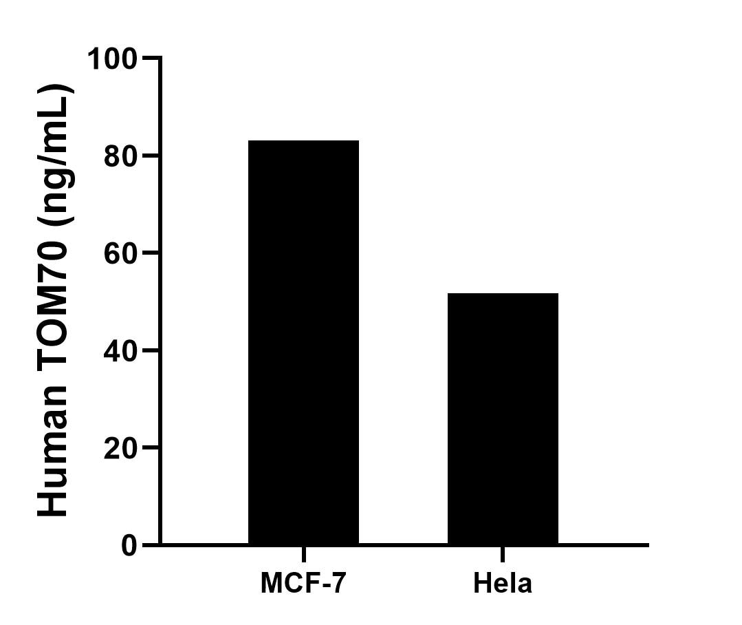 The mean TOM70 concentration was determined to be 83.1 ng/mL in MCF-7 cell extract based on a 1.2 mg/mL extract load, 51.7 ng/mL in HeLa cell extract based on a 1.2 mg/mL extract load. The mean TOM70 concentration was determined to be 83.1 ng/mL in MCF-7 cell extract based on a 1.2 mg/mL extract load, 51.7 ng/mL in HeLa cell extract based on a 1.2 mg/mL extract load.