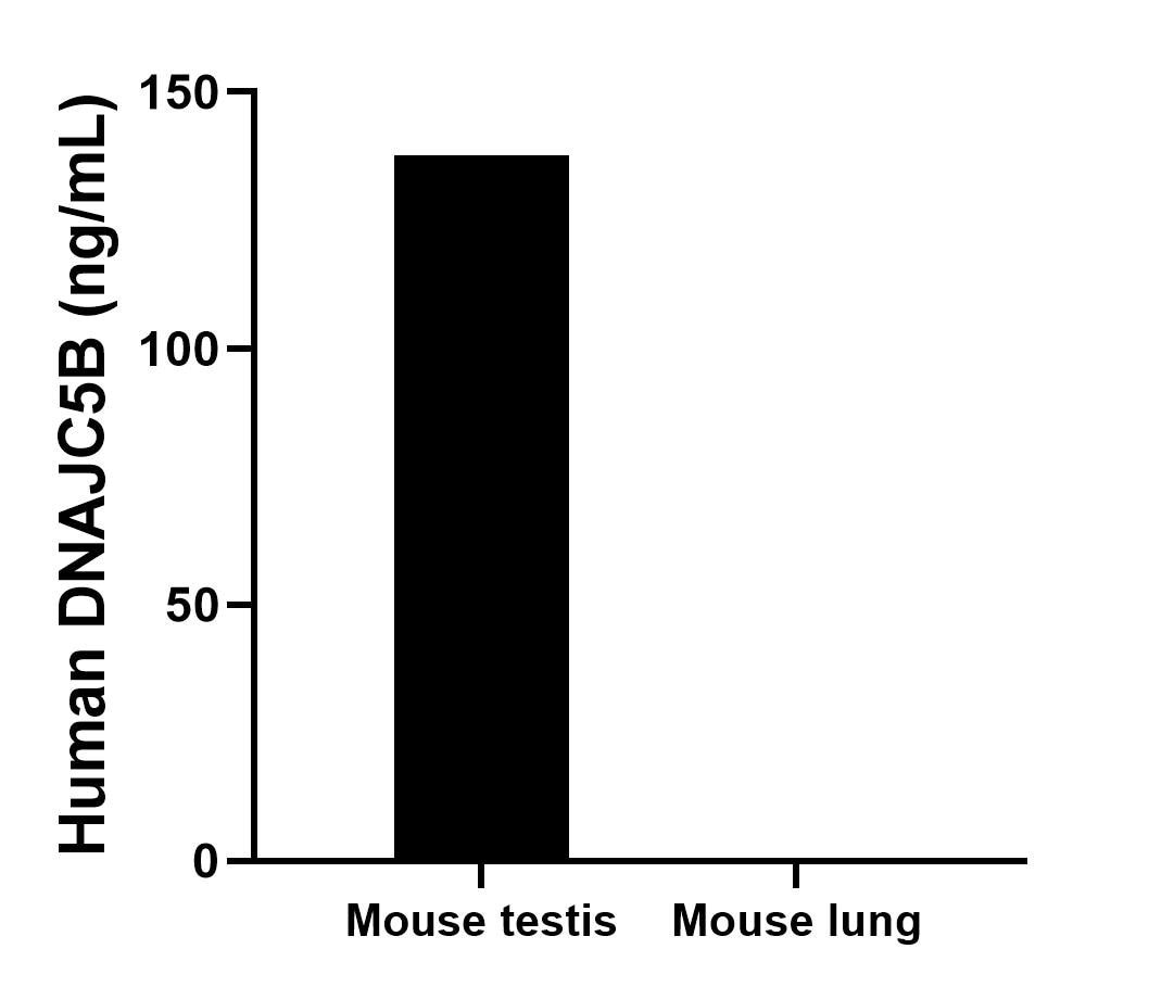 The mean DNAJC5B concentration was determined to be 137.7 ng/mL in mouse testis tissue extract based on a 4.2 mg/mL extract load,  mouse lung tissue extract were served as a negative control.