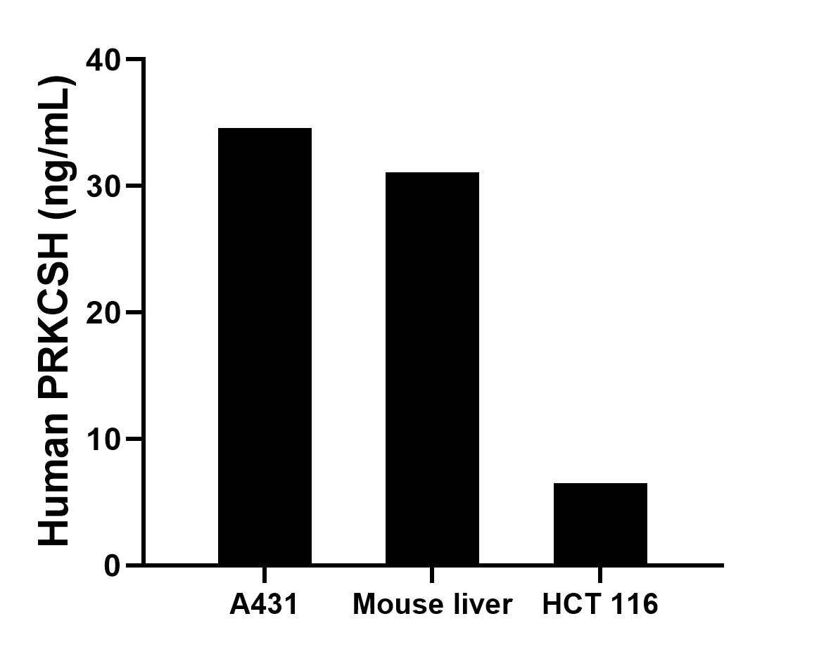 The mean PRKCSH concentration was determined to be 34.6 ng/mL in A431 cell extract based on a 1.2 mg/mL extract load, 31.1 ng/mL in mouse liver tissue extract based on a 8.4 mg/mL extract load, 6.5 ng/mL in HCT 116 cell extract based on a 1.2 mg/mL extract load. Cytometric bead array sample test of MP02821-1