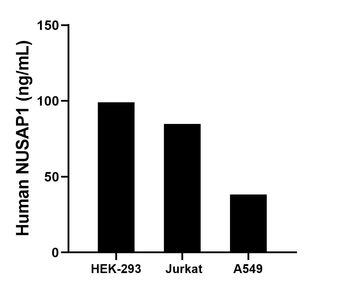 The mean NUSAP1 concentration was determined to be 99.0 ng/mL in HEK-293 cell extract based on a 1.2 mg/mL extract load, 84.9 ng/mL in Jurkat cell extract based on a 1.2 mg/mL extract load, 38.4 ng/mL in A549 cell extract based on a 1.2 mg/mL extract load. The mean NUSAP1 concentration was determined to be 99.0 ng/mL in HEK-293 cell extract based on a 1.2 mg/mL extract load, 84.9 ng/mL in Jurkat cell extract based on a 1.2 mg/mL extract load, 38.4 ng/mL in A549 cell extract based on a 1.2 mg/mL extract load.