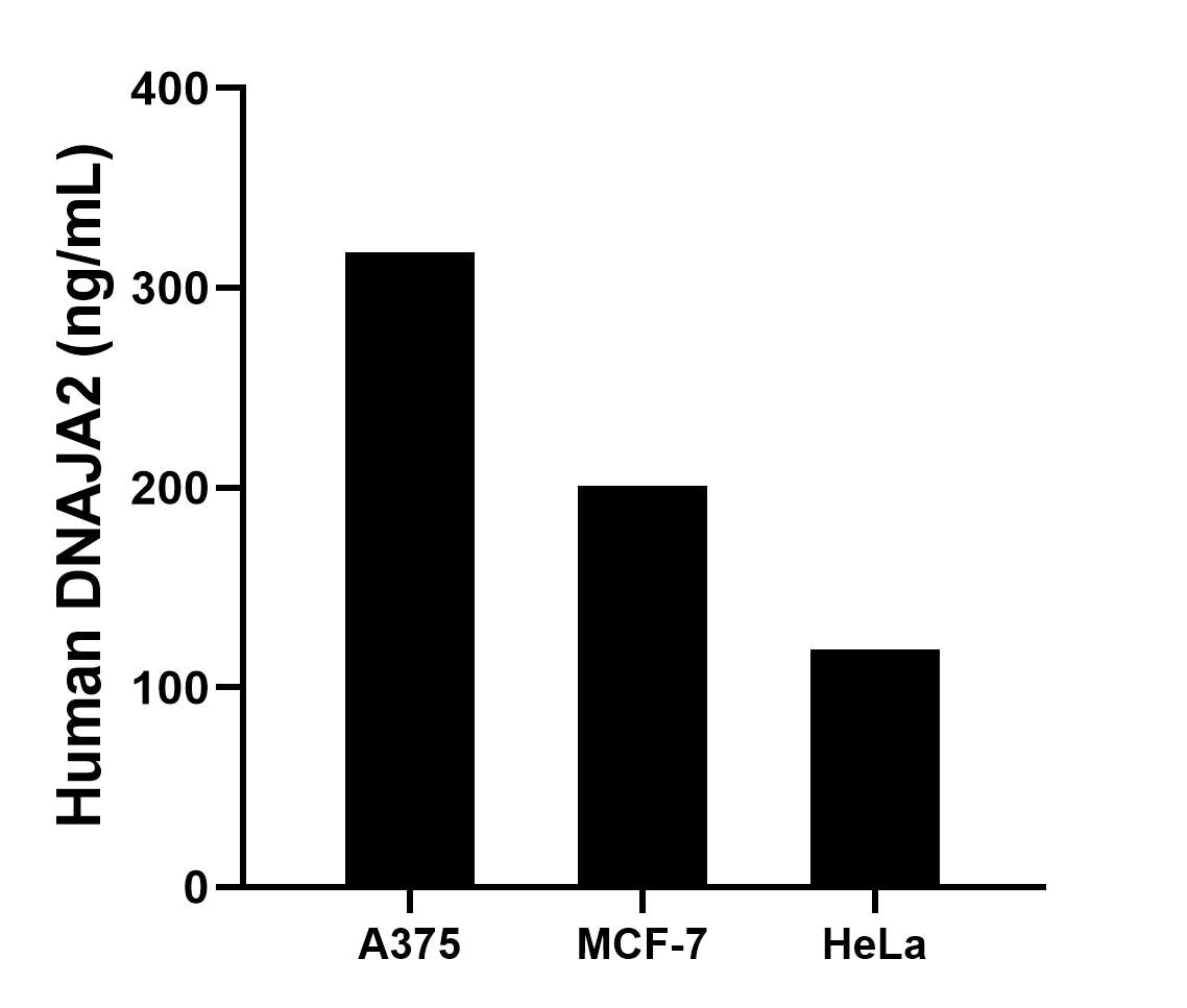 The mean DNAJA2 concentration was determined to be 317.8 ng/mL in A375 cell extract based on a 1.6 mg/mL extract load, 201.1 ng/mL in MCF-7 cell extract based on a 1.2 mg/mL extract load, 118.7 ng/mL in HeLa cell extract based on a 1.2 mg/mL extract load.