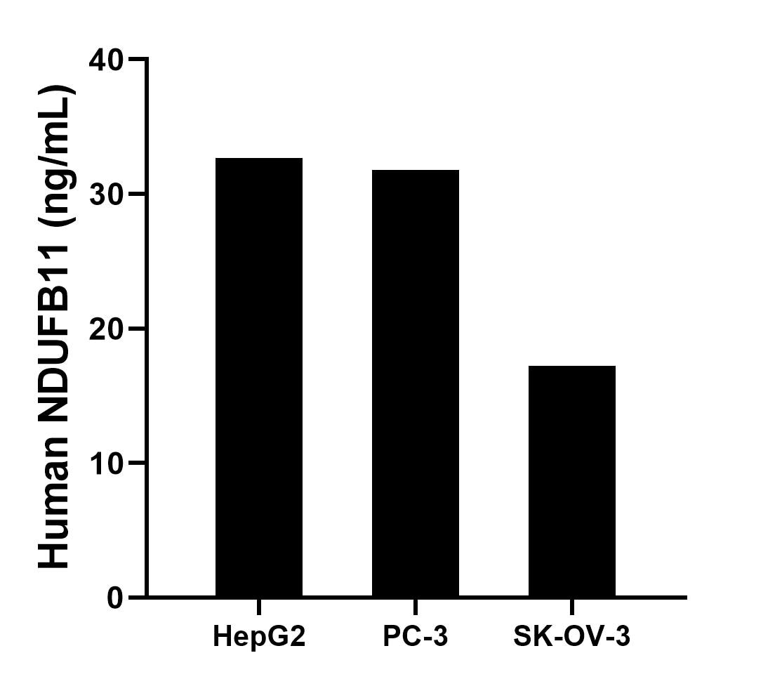 The mean NDUFB11 concentration was determined to be 32.7 ng/mL in HepG2 cell extract based on a 1.2 mg/mL extract load, 31.8 ng/mL in PC-3 cell extract based on a 1.2 mg/mL extract load,17.2 ng/mL in SK-OV-3 cell extract based on a 1.1 mg/mL extract load. Cytometric bead array sample test of MP02849-1