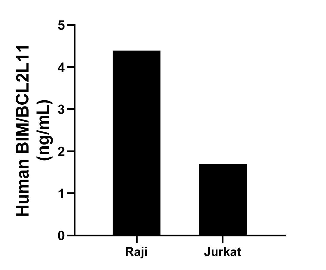 The mean BIM/BCL2L11 concentration was determined to be 4.4 ng/mL in Raji cell extract based on a 1.3 mg/mL extract load, 1.7 ng/mL in Jurkat cell extract based on a 1.2 mg/mL extract load.