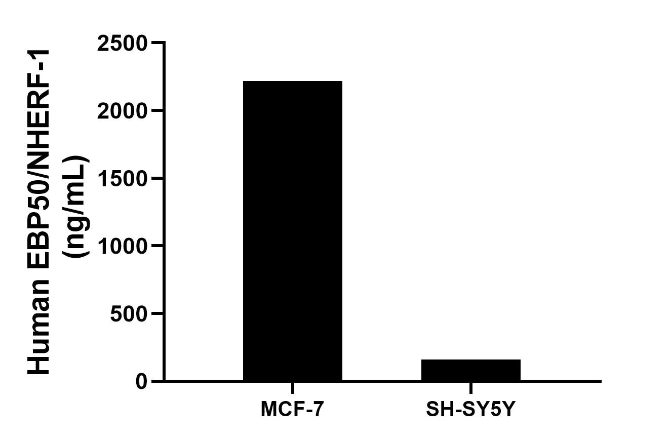 The mean EBP50/NHERF-1 concentration was determined to be 2219.3 ng/mL in MCF-7 cell extract based on a 1.2 mg/mL extract load, 162.0 ng/mL in SH-SY5Y cell extract based on a 1.2 mg/mL extract load. Cytometric bead array sample test of MP02896-1