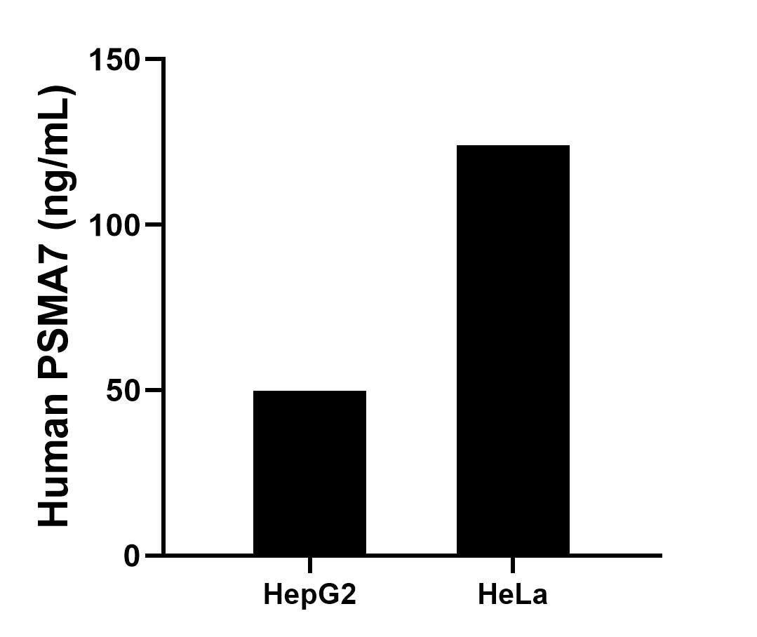 The mean PSMA7 concentration was determined to be 49.9 ng/mL in HepG2 cell extract based on a 1.2 mg/mL extract load, 124.0 ng/mL in HeLa cell extract based on a 1.2 mg/mL extract load. The mean PSMA7 concentration was determined to be 49.9 ng/mL in HepG2 cell extract based on a 1.2 mg/mL extract load, 124.0 ng/mL in HeLa cell extract based on a 1.2 mg/mL extract load.