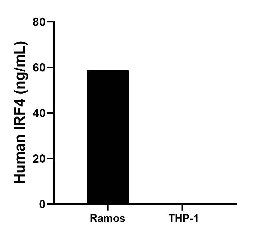 The mean IRF4 concentration was determined to be 58.7 ng/mL in Ramos cell extract based on a 2.3 mg/mL extract load, THP-1 cell extract were served as a negative control.