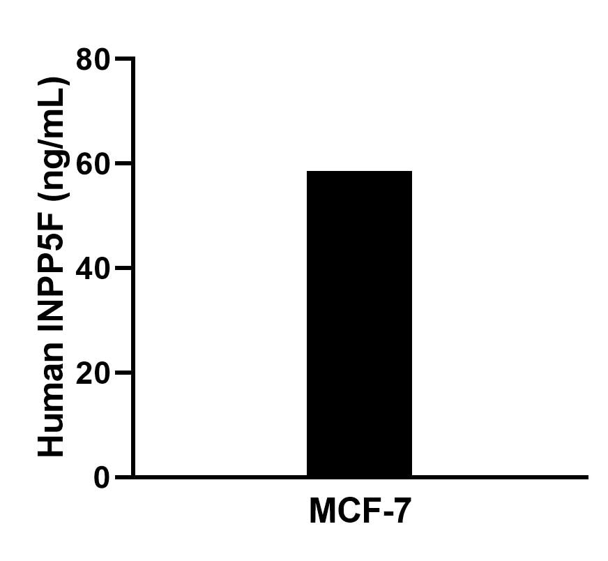 The mean INPP5F concentration was determined to be 59.4 ng/mL in MCF-7 cell extract based on a 1.2 mg/mL extract load.