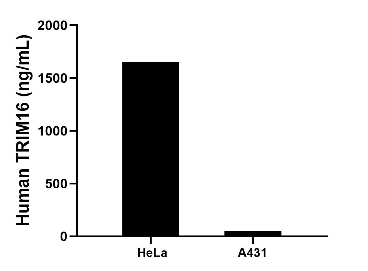 The mean TRIM16 concentration was determined to be 1654.2 ng/mL in HeLa cell extract based on a 1.2 mg/mL extract load, 47.9 ng/mL in A431 cell extract based on a 1.2 mg/mL extract load. Cytometric bead array sample test of MP02988-1