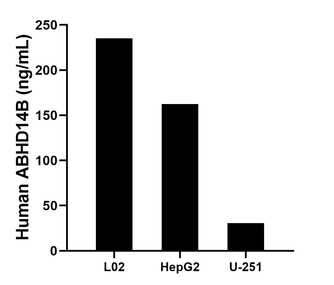 The mean ABHD14B concentration was determined to be 235.1 ng/mL in L02 cell extract based on a 1.2 mg/mL extract load, 162.5 ng/mL in HepG2 cell extract based on a 1.2 mg/mL extract load, 30.7 ng/mL in U-251 cell extract based on a 1.2 mg/mL extract load.
