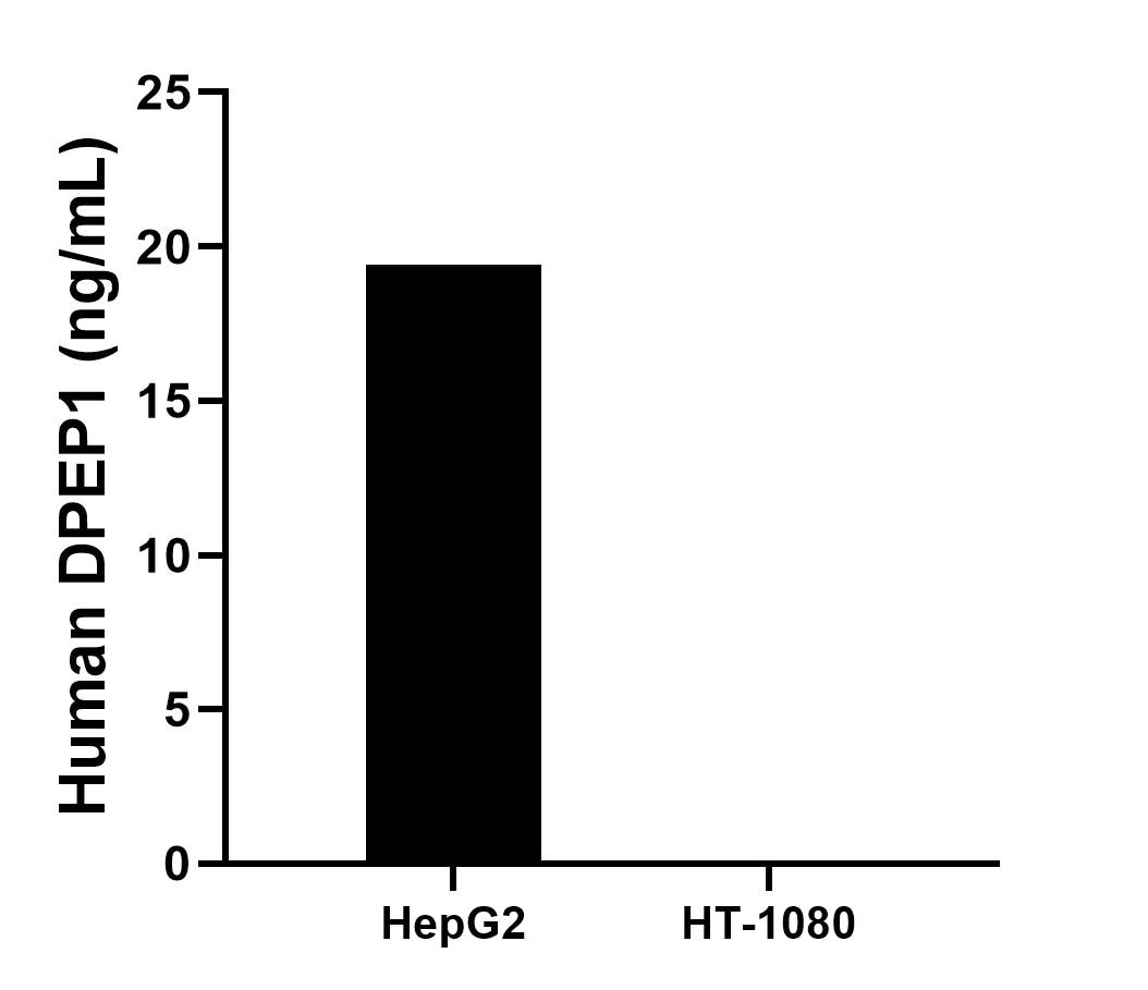 The mean DPEP1 concentration was determined to be 19.4 ng/mL in HepG2 cell extract based on a 1.2 mg/mL extract load, HT-1080 cell extract were served as a negative control. The mean DPEP1 concentration was determined to be 19.4 ng/mL in HepG2 cell extract based on a 1.2 mg/mL extract load, HT-1080 cell extract were served as a negative control.